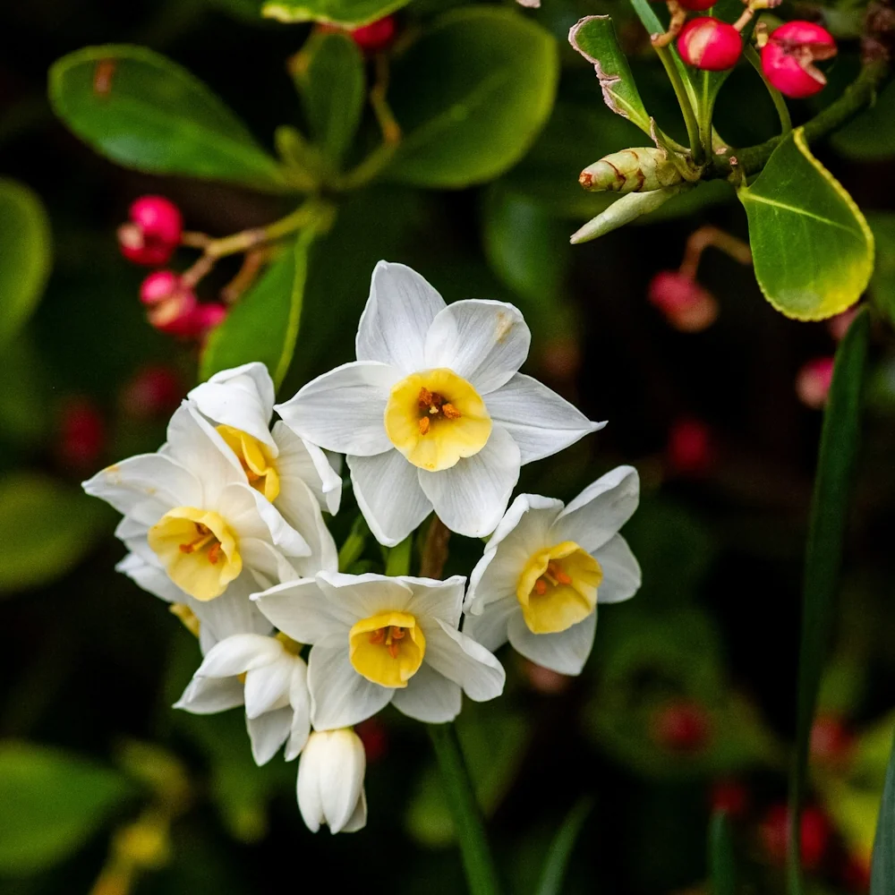 「スイセン（白）」の花言葉ランキング