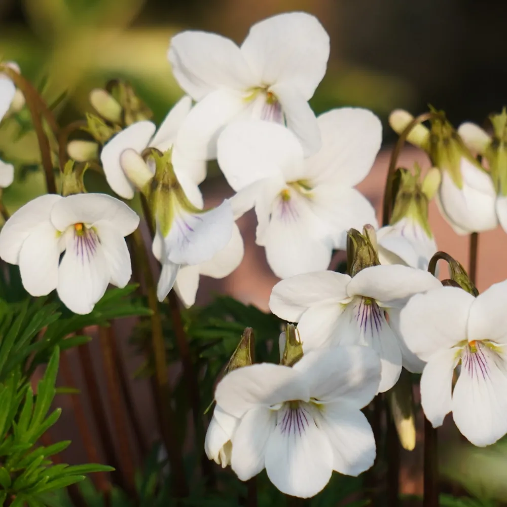 「スミレ（白）」の花言葉ランキング
