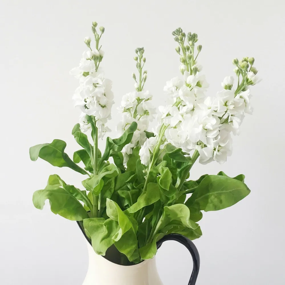 「ストック（白）」の花言葉ランキング