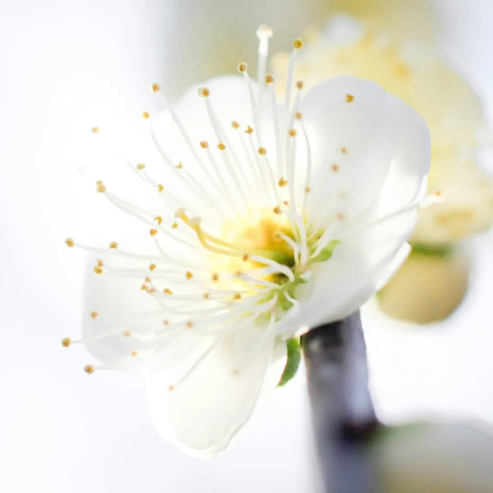 「ウメ（白）」の花言葉ランキング