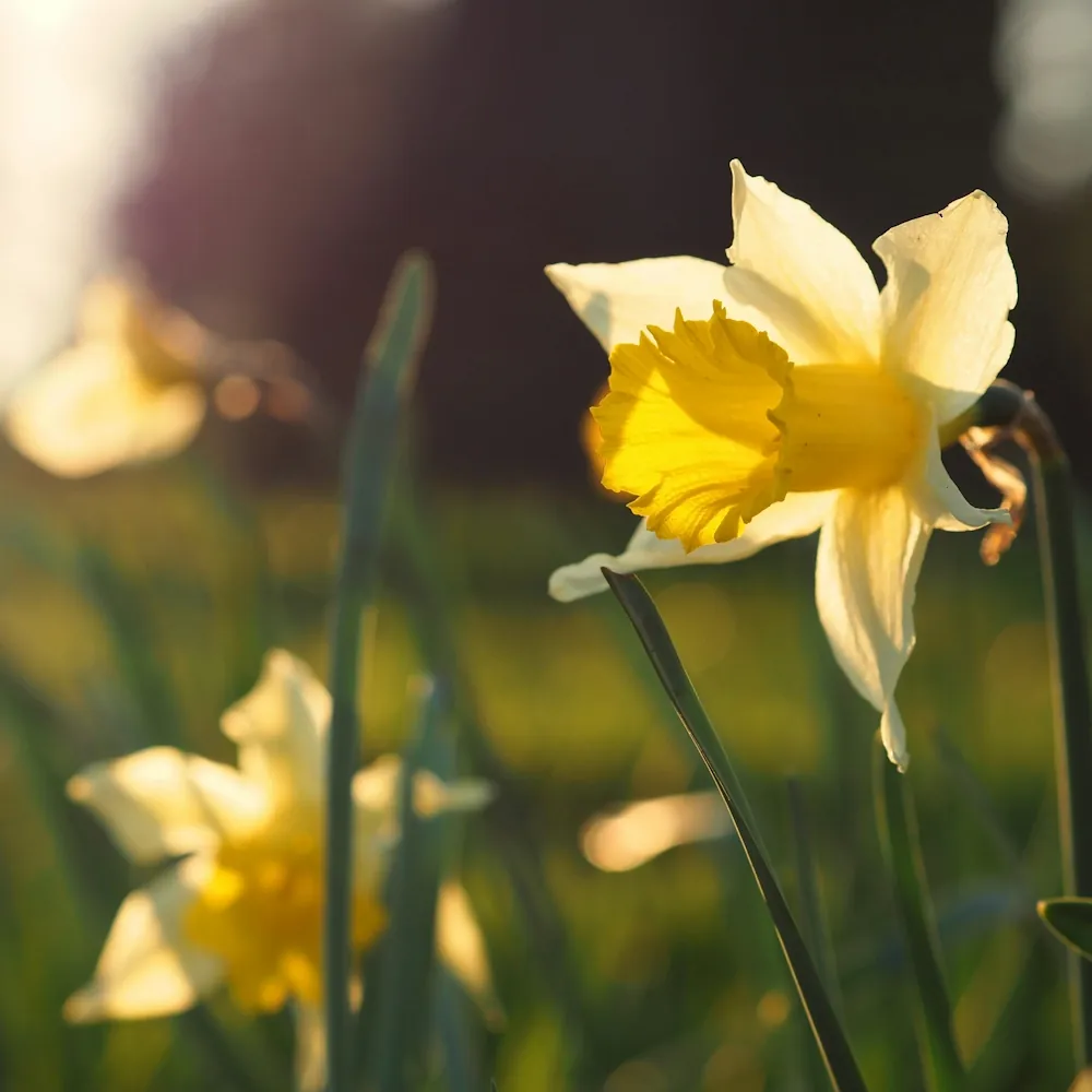 「スイセン」の花言葉ランキング