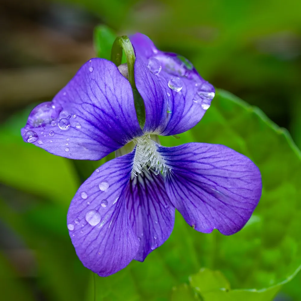「スミレ」の花言葉ランキング