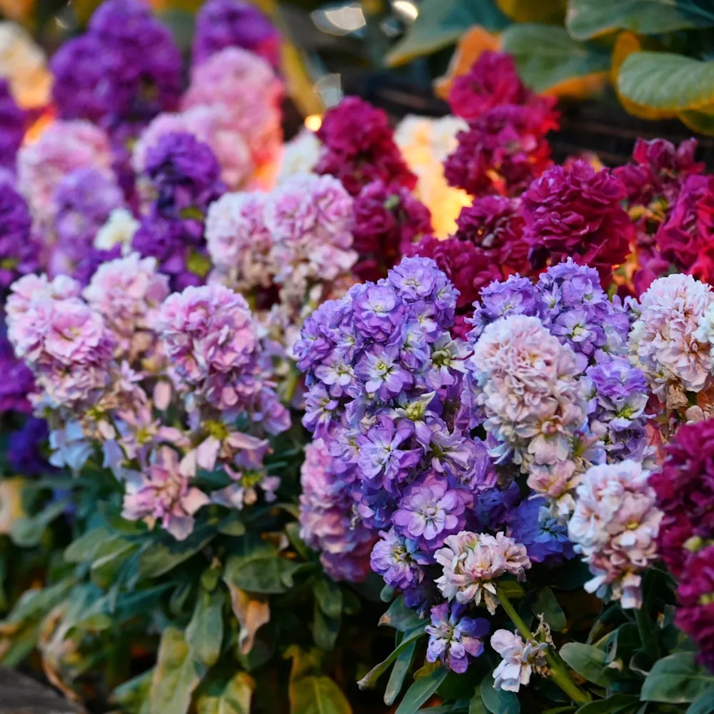 1月10日の誕生花 No.2「ストック」