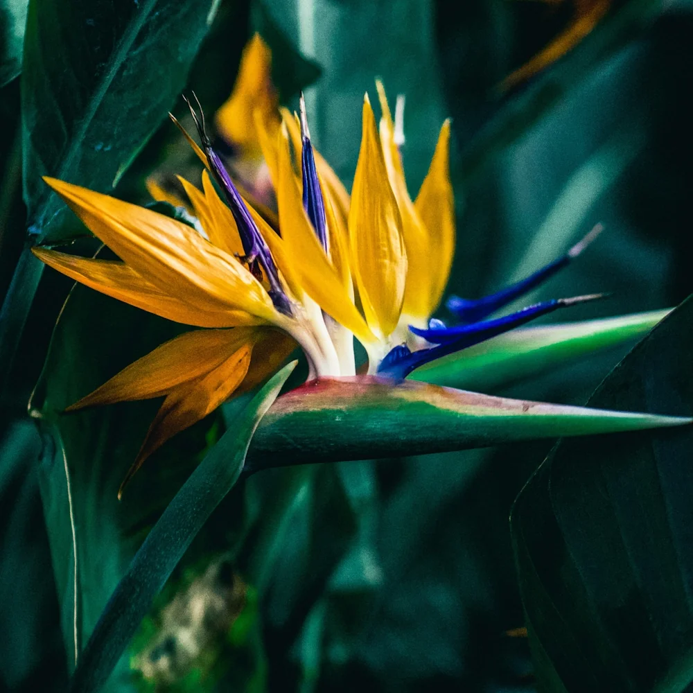 「ストレリチア」の花言葉ランキング