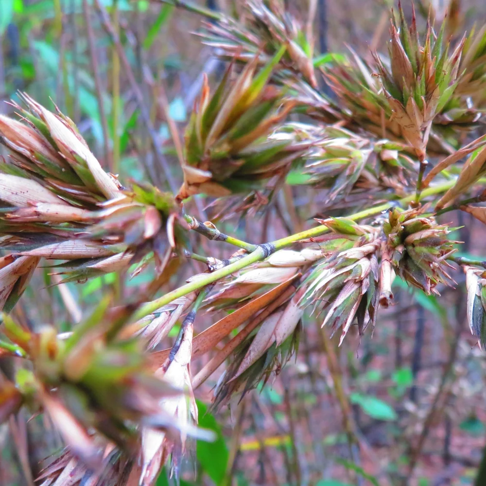 「タケ」の花言葉ランキング