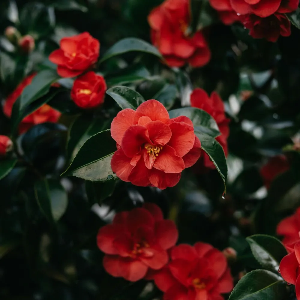 「ツバキ」の花言葉ランキング