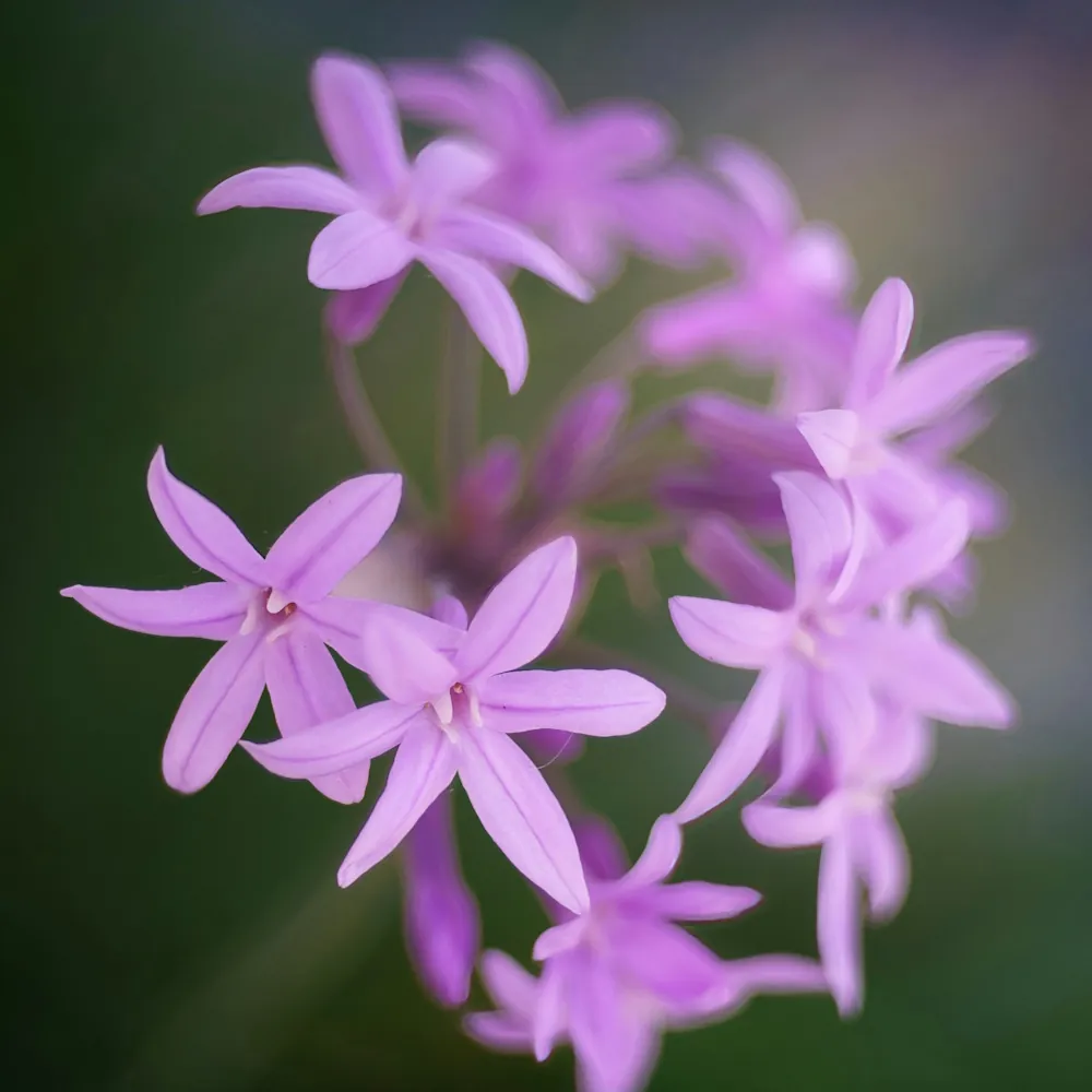 「ツルバキア」の花言葉ランキング